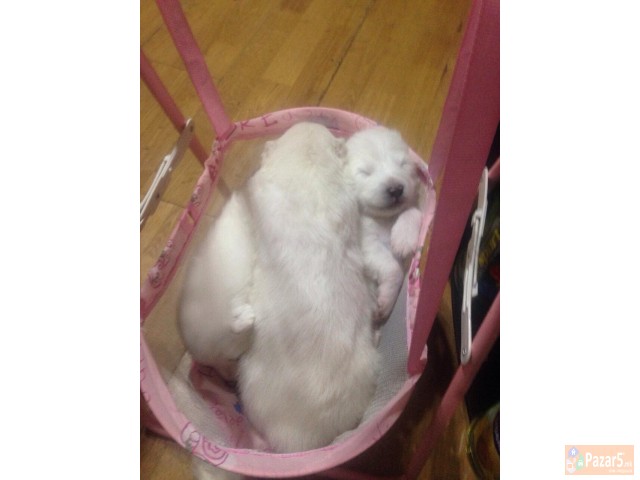 Cistokrvni Kucenca Sibirski Samojed