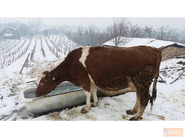 Se prodavat 3 kravi na prvo tele edna junica i edn