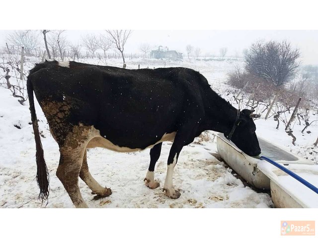 Se Prodavat 3 Kravi Na Prvo Tele Edna Junica I Edn