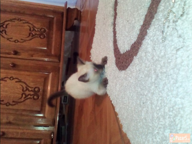 Se Prodava Preubavo Sijamsko Mace 