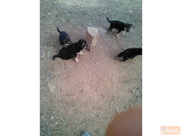 Германски овчар