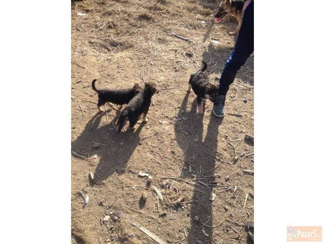 Германски овчар