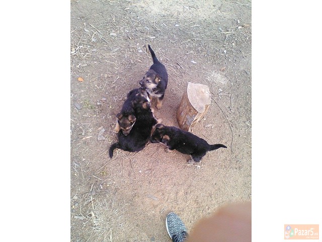 Германски овчар