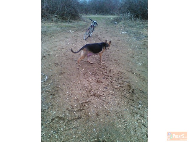 Германски овчар