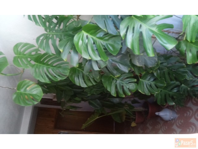 Se Prodava Salonsko Cveke 