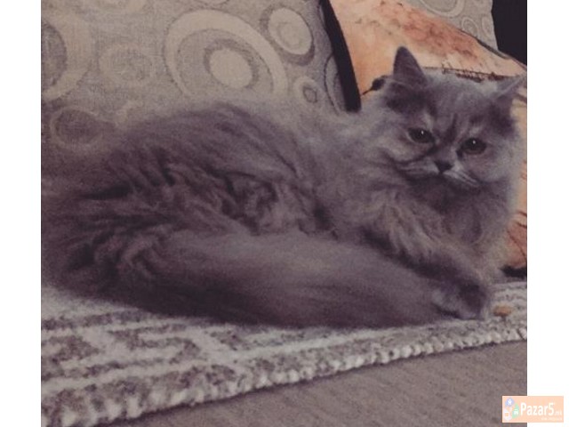 Persiska macka