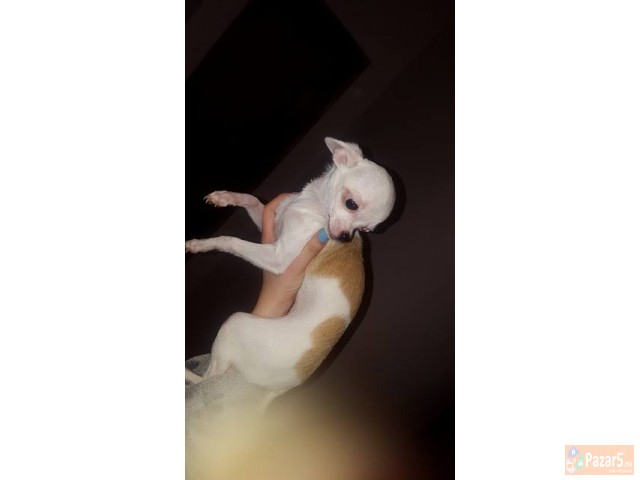 Se Prodavaat Preslatki Civavi