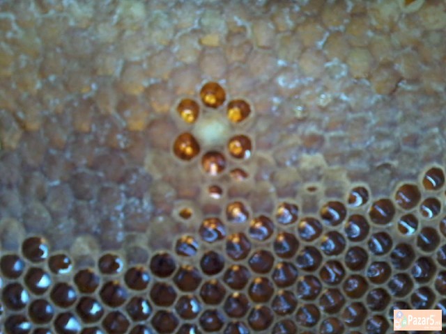 Pcheli Pcelni Semejstva Rojcinja Roevi