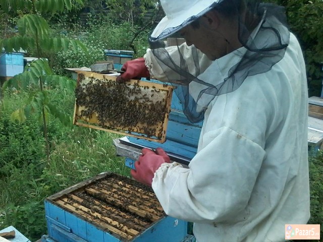 Pcheli Pcelni Semejstva Rojcinja Roevi