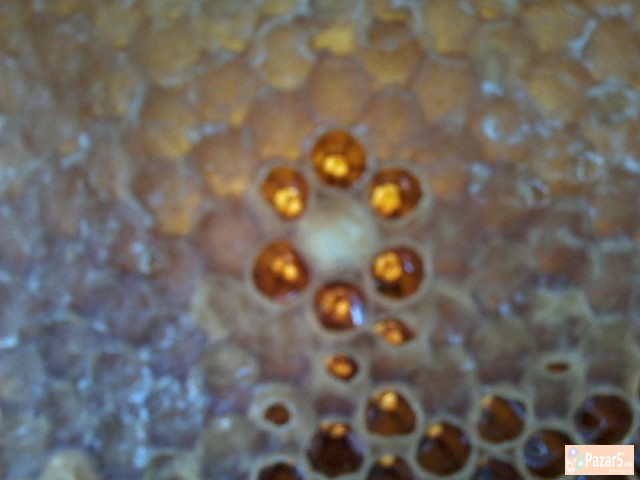 Pcheli Pcelni Semejstva Rojcinja Roevi