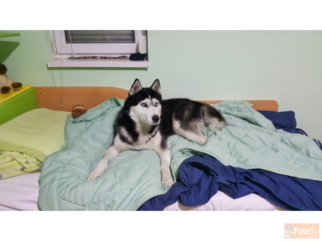 Se Bara Haski Zenka Za Parenje 