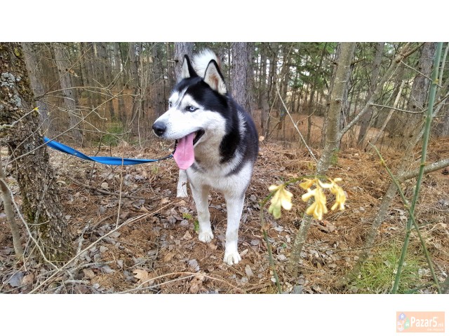 Se Bara Haski Zenka Za Parenje 