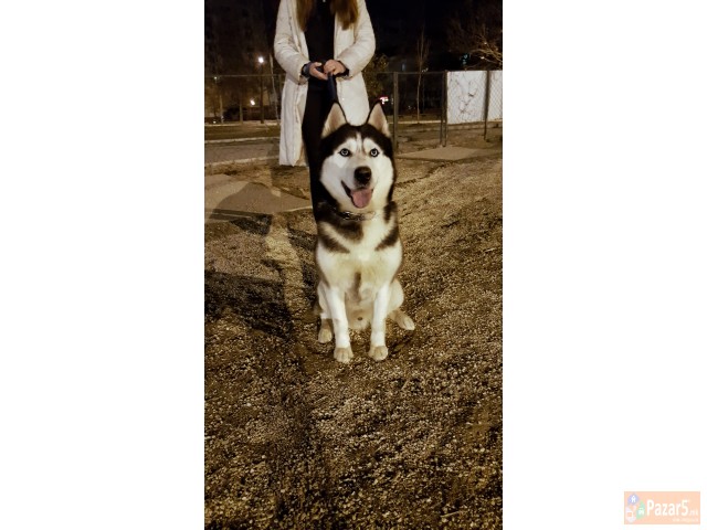 Se Bara Haski Zenka Za Parenje 