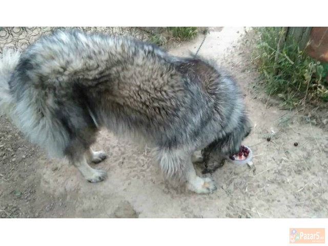 Cistokrvna Sarplaninka Stara 2 Godini 