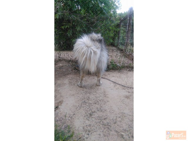 Cistokrvna Sarplaninka Stara 2 Godini 