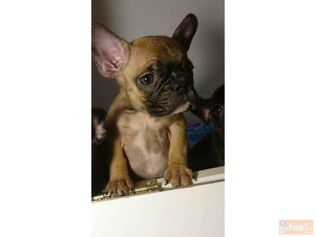 ФРАНЦУСКИ БУЛДОЗИ