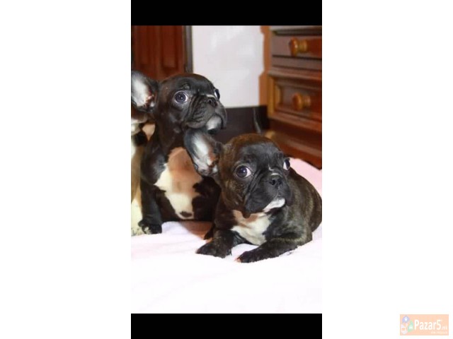 ФРАНЦУСКИ БУЛДОЗИ