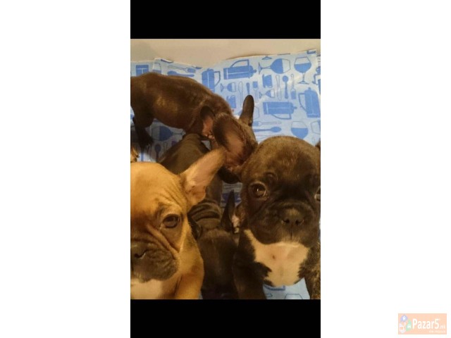 ФРАНЦУСКИ БУЛДОЗИ