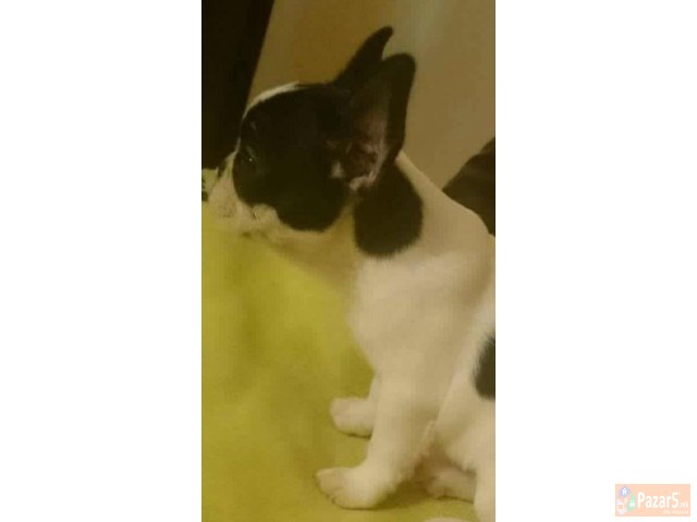 ФРАНЦУСКИ БУЛДОЗИ