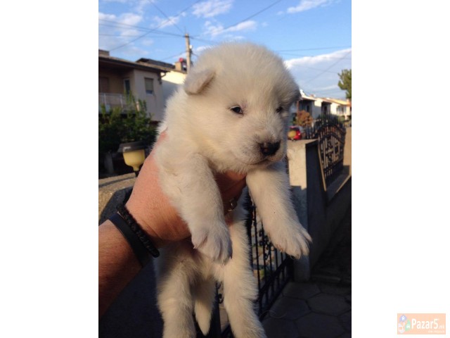 Aljaski Malamut Kucenca