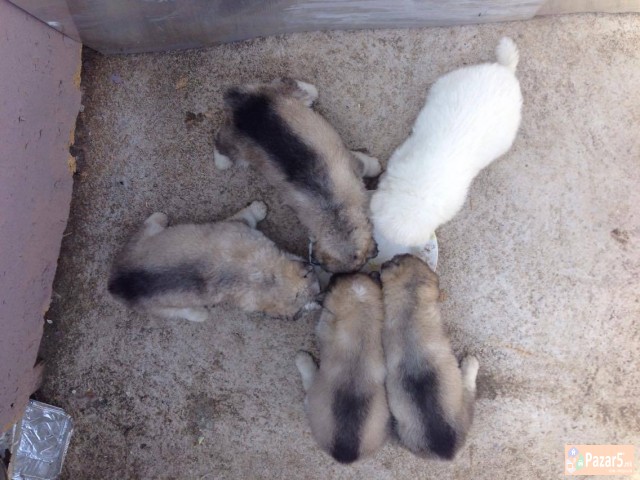 Aljaski Malamut Kucenca