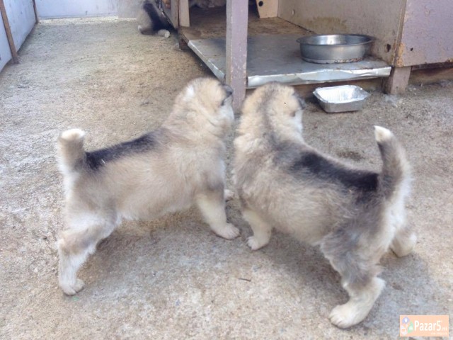 Aljaski Malamut Kucenca