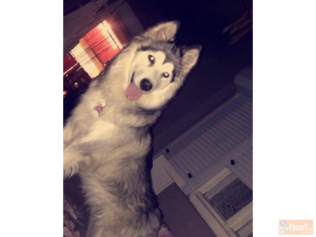 Aljaski Malamut Kucenca