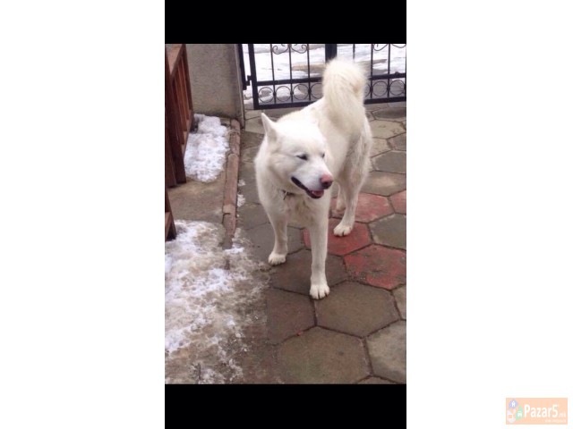 Aljaski Malamut Kucenca