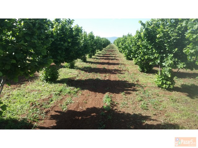 Italijanski Sadnici Na Lesnik So Dogovor Za Otkup 