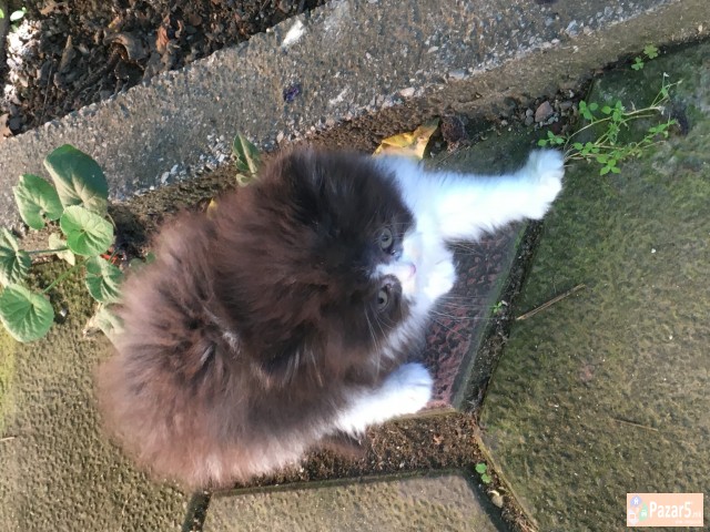 Se Prodava Persisko Mace, Po Povolna Cena, Itno!