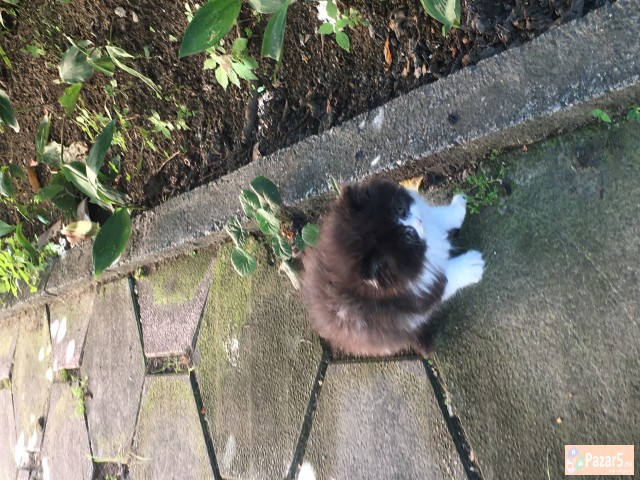 Se Prodava Persisko Mace, Po Povolna Cena, Itno!