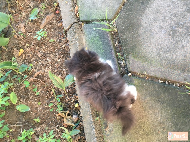 Se Prodava Persisko Mace, Po Povolna Cena, Itno!