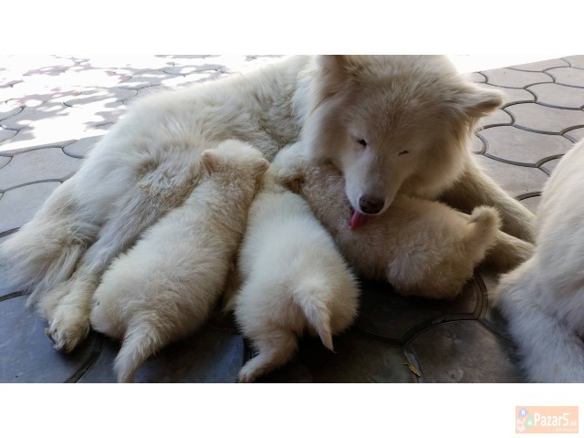 Продавам кученца од расата сибирски самојад