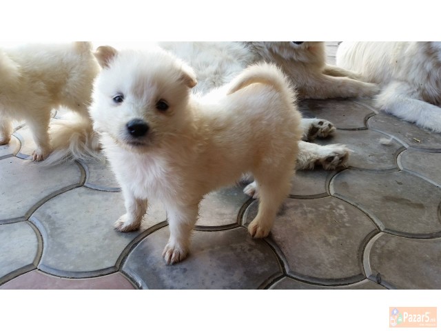 Продавам кученца од расата сибирски самојад