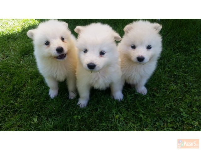 Продавам кученца од расата сибирски самојад