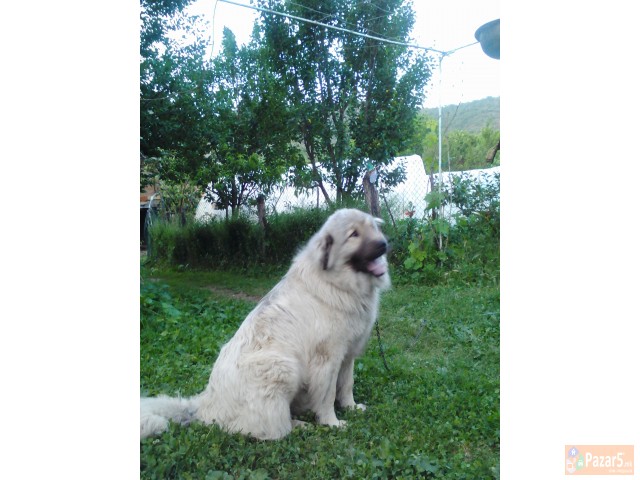 Шарпланинец