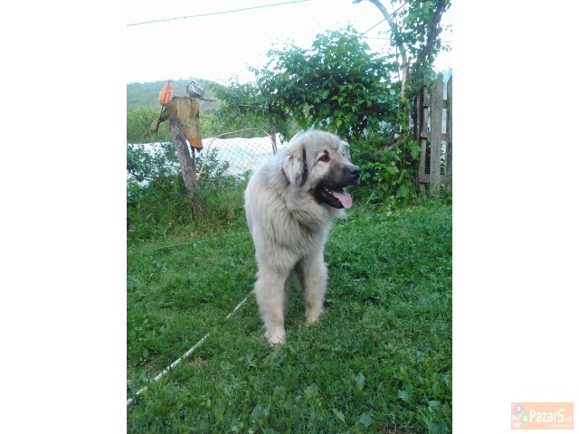 Шарпланинец