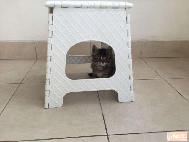 Подарувам маче