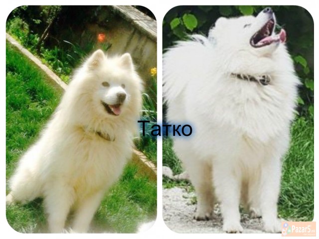 Kucinja od rasata sibirski samojed