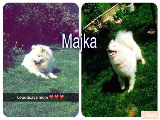 Kucinja Od Rasata Sibirski Samojed