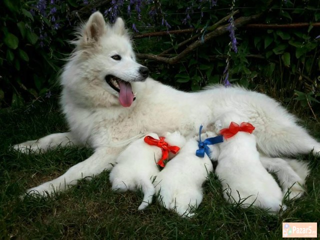 Kucinja Od Rasata Sibirski Samojed
