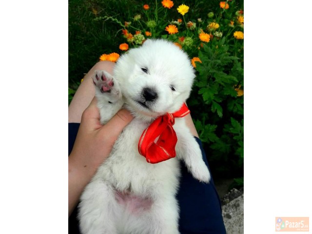 Kucinja Od Rasata Sibirski Samojed