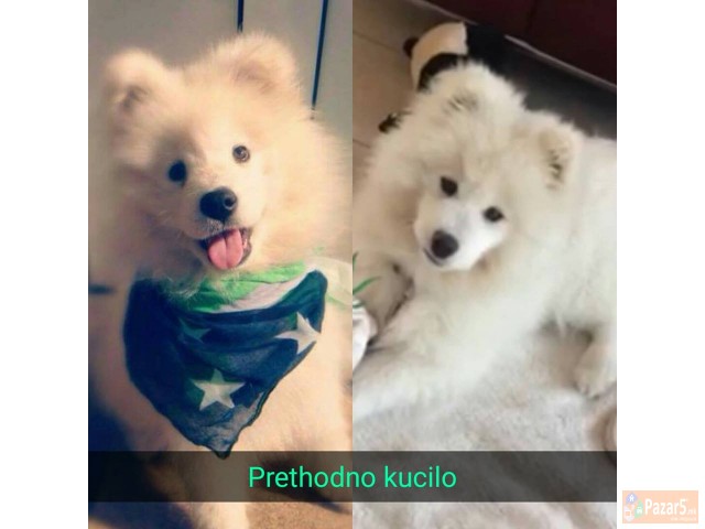 Kucinja Od Rasata Sibirski Samojed