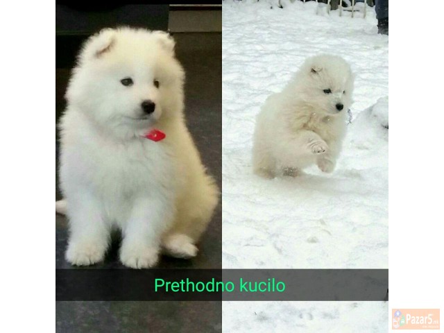 Kucinja Od Rasata Sibirski Samojed