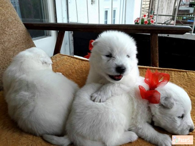 Kucinja Od Rasata Sibirski Samojed