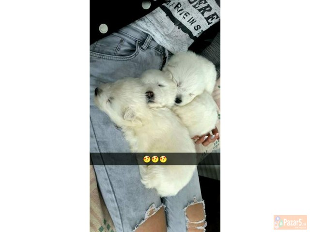 Kucinja Od Rasata Sibirski Samojed