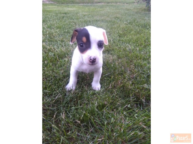 Џек Расел Териери