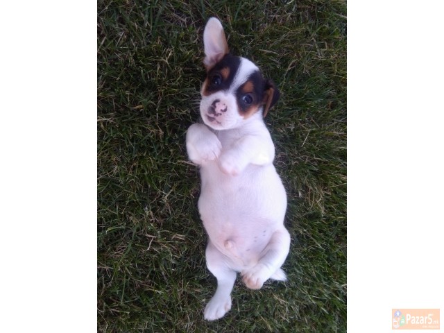 Џек Расел Териери