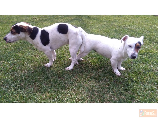 Џек Расел Териери