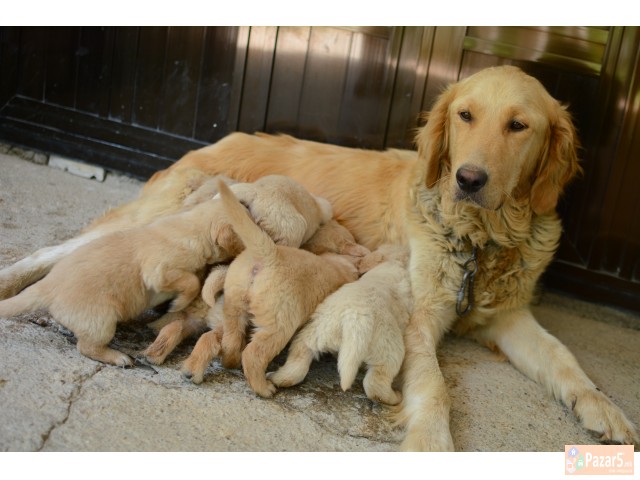 Zlaten Retriver